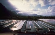Spirulina ponds